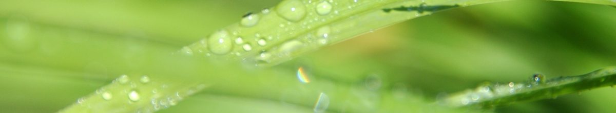 ausführliche Analyse und genaue Diagnose